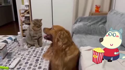 Cat vs Dog Fight | Funniest Cats And Dogs Videos