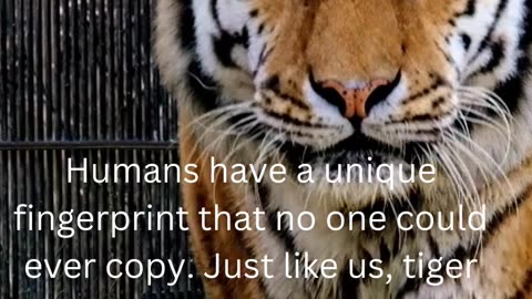 fact about tigers....14/50