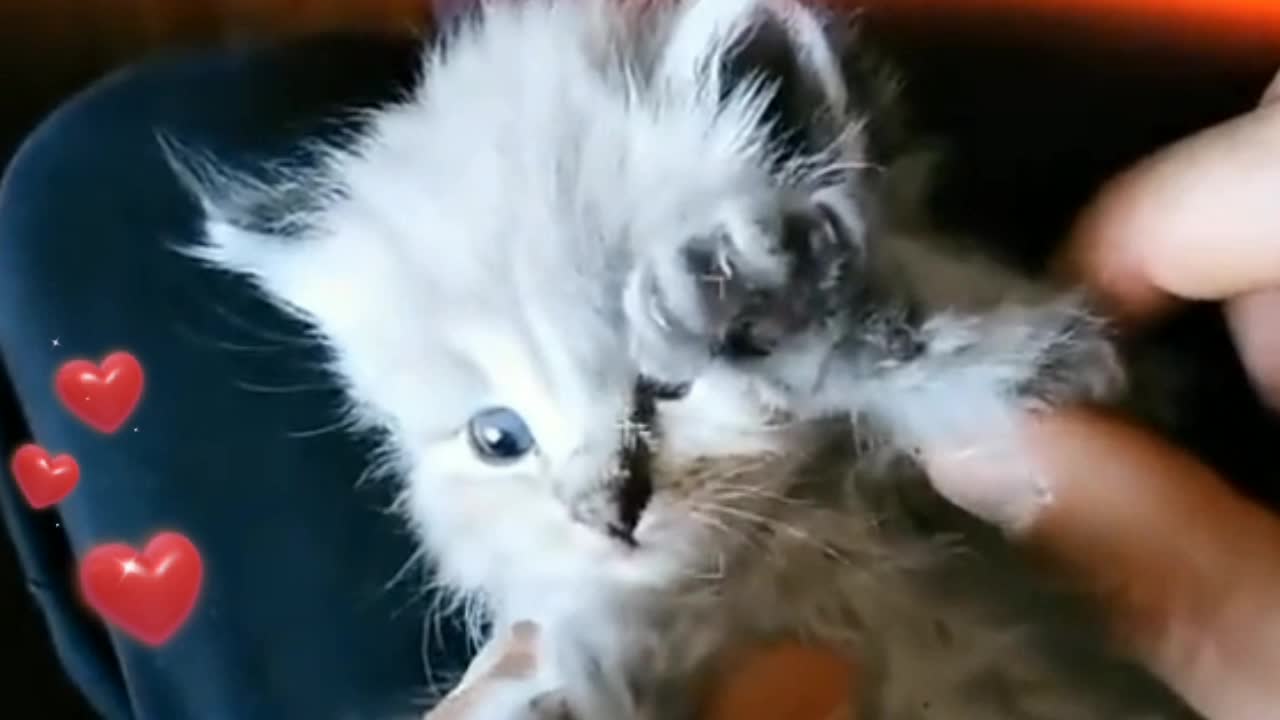 Cute kitten playing with owner [after rescue] Full HD