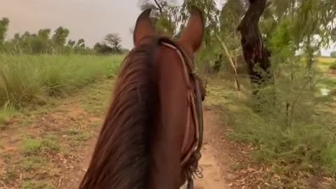 Horse Riding - Beautiful Horse Riding Veiw Pakistan with beautiful Song