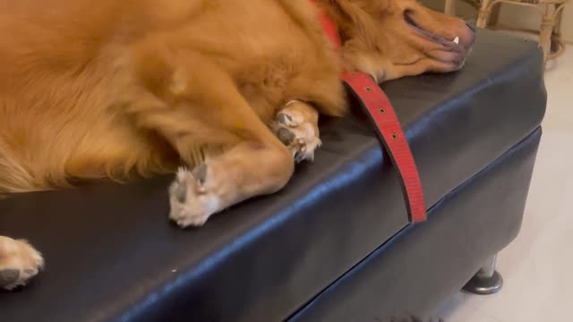 Little Shihtzu Can't Coax Golden Into Playing