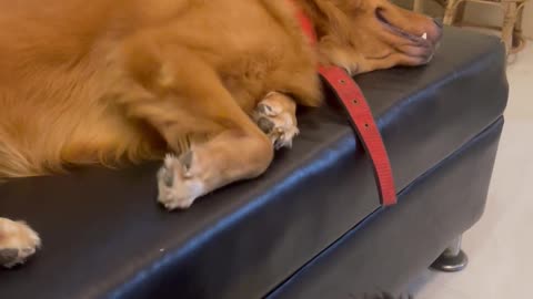 Little Shihtzu Can't Coax Golden Into Playing