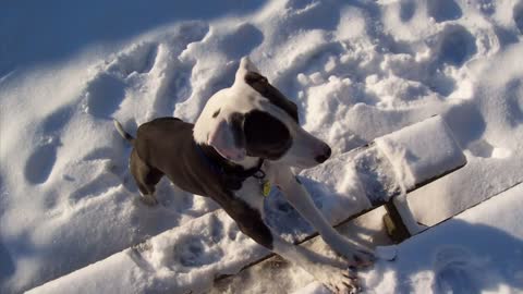 Canada's Most Beautiful Dog