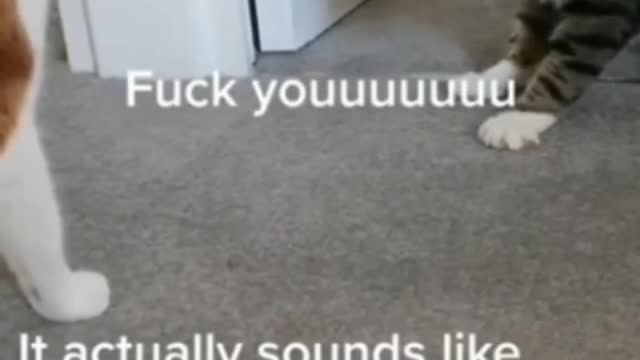 Cats Having A Discussion - TikTok Cats (Funny Animals #330)