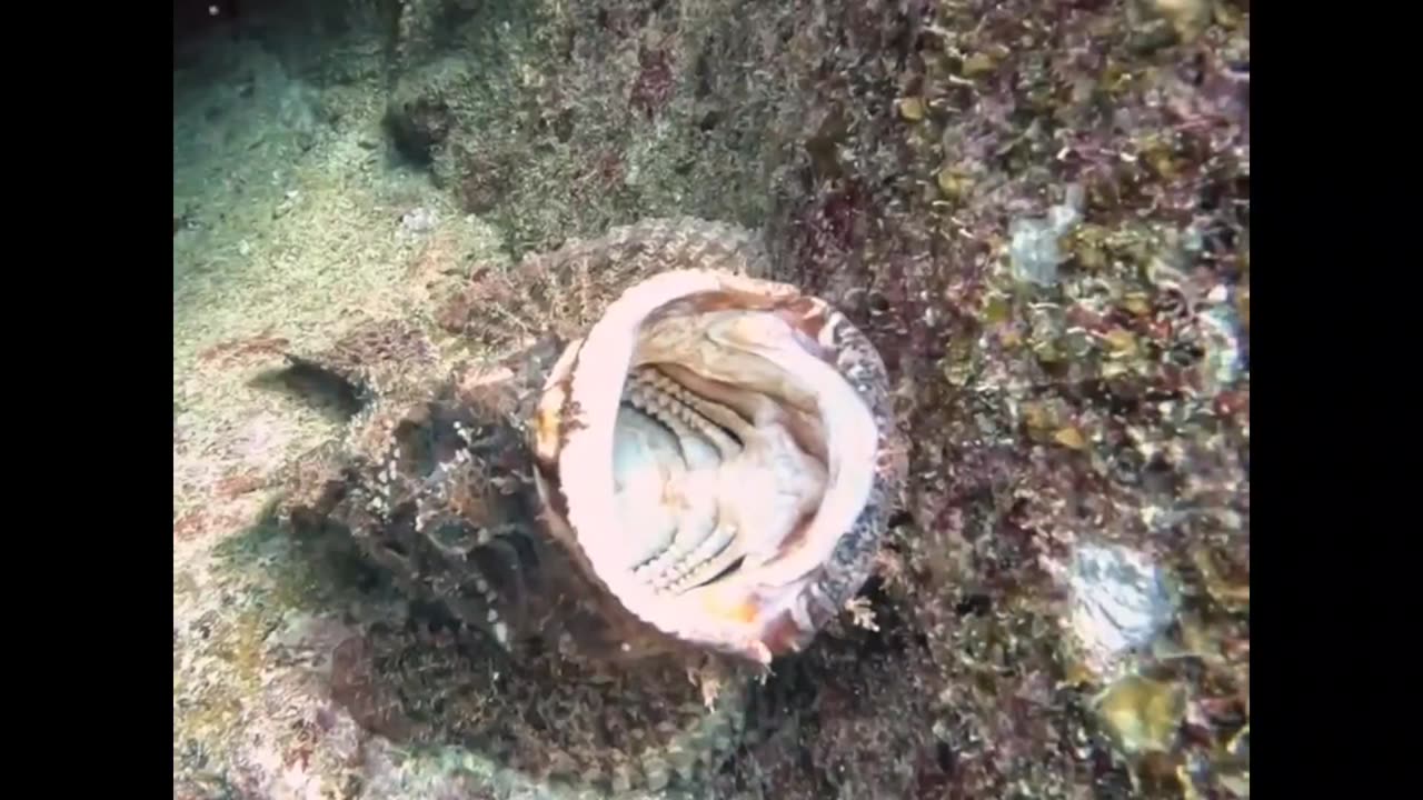 False StoneFish 😨😨