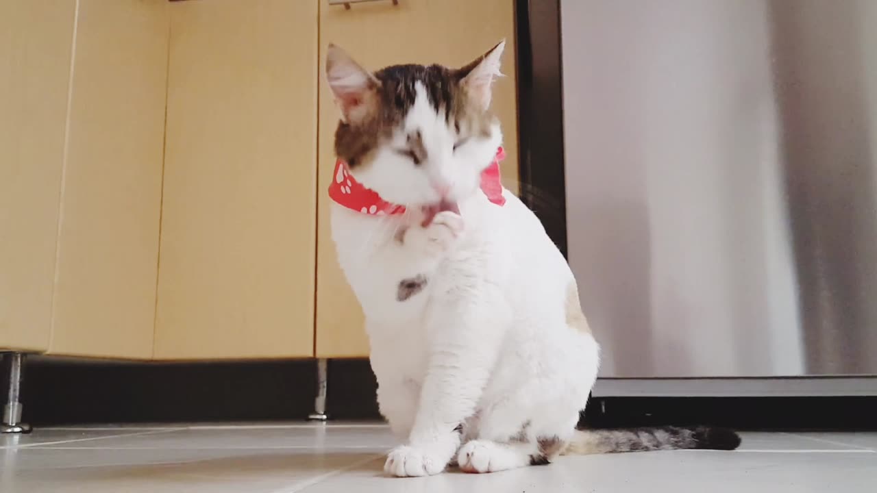 funny and cute cat #shortvideo #shorts