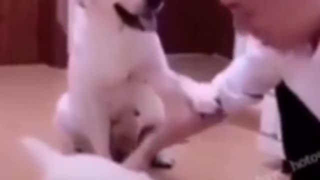 Mommy Mercy، asked her owner to allow her puppy to eat