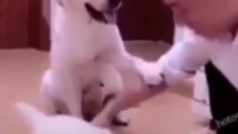 Mommy Mercy، asked her owner to allow her puppy to eat