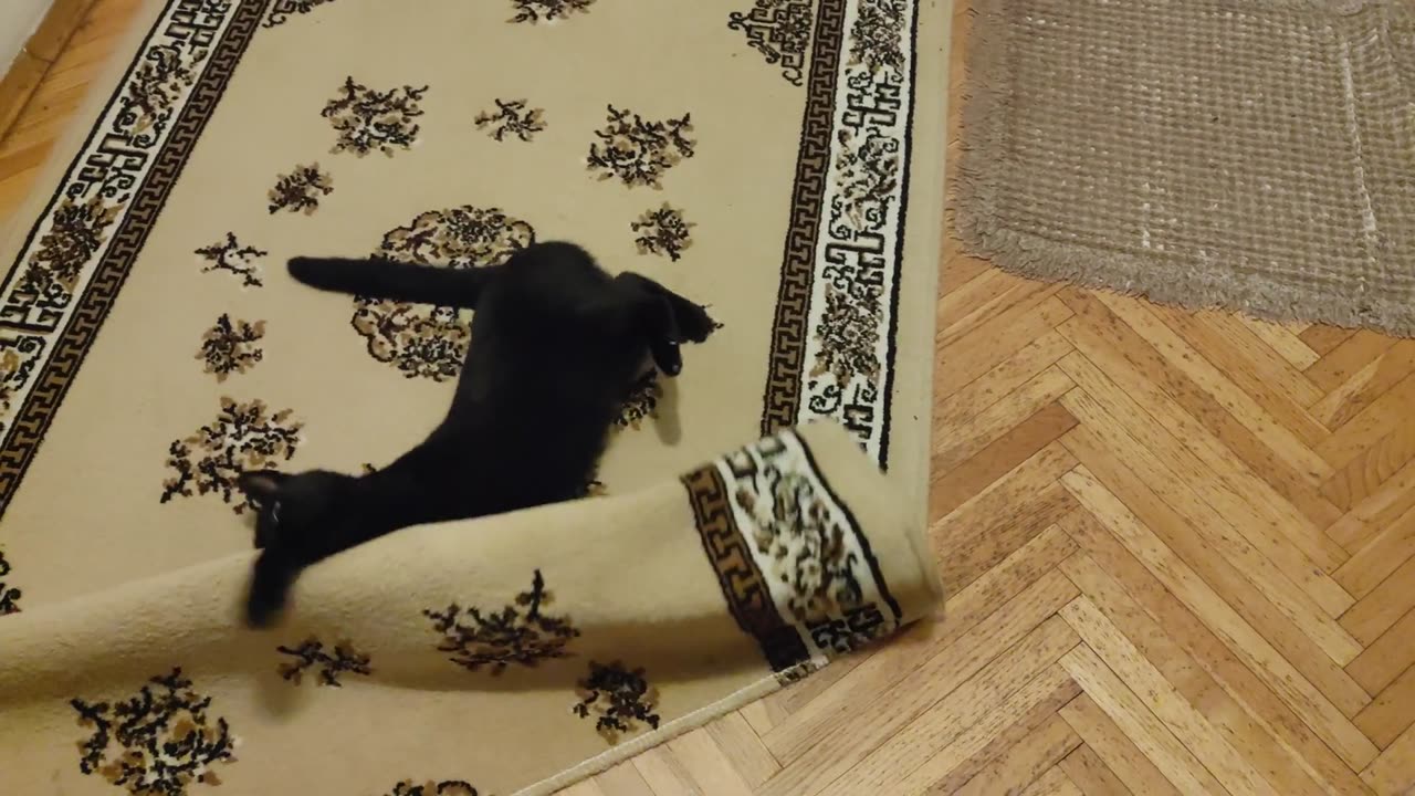 Cat Midnight Madness