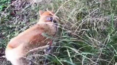 "You also took me out to chase rabbits. I'm not as big as rabbits“