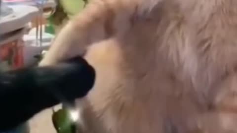Funny video