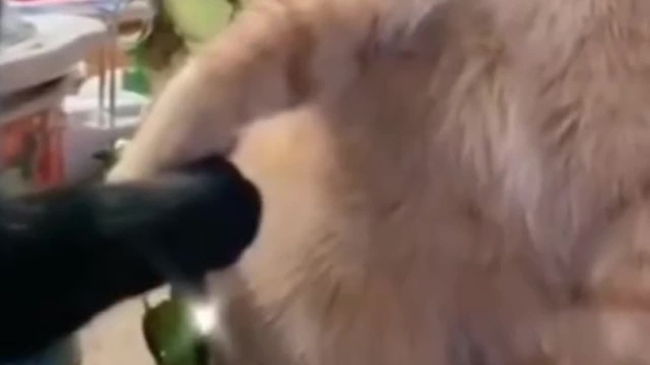Funny video