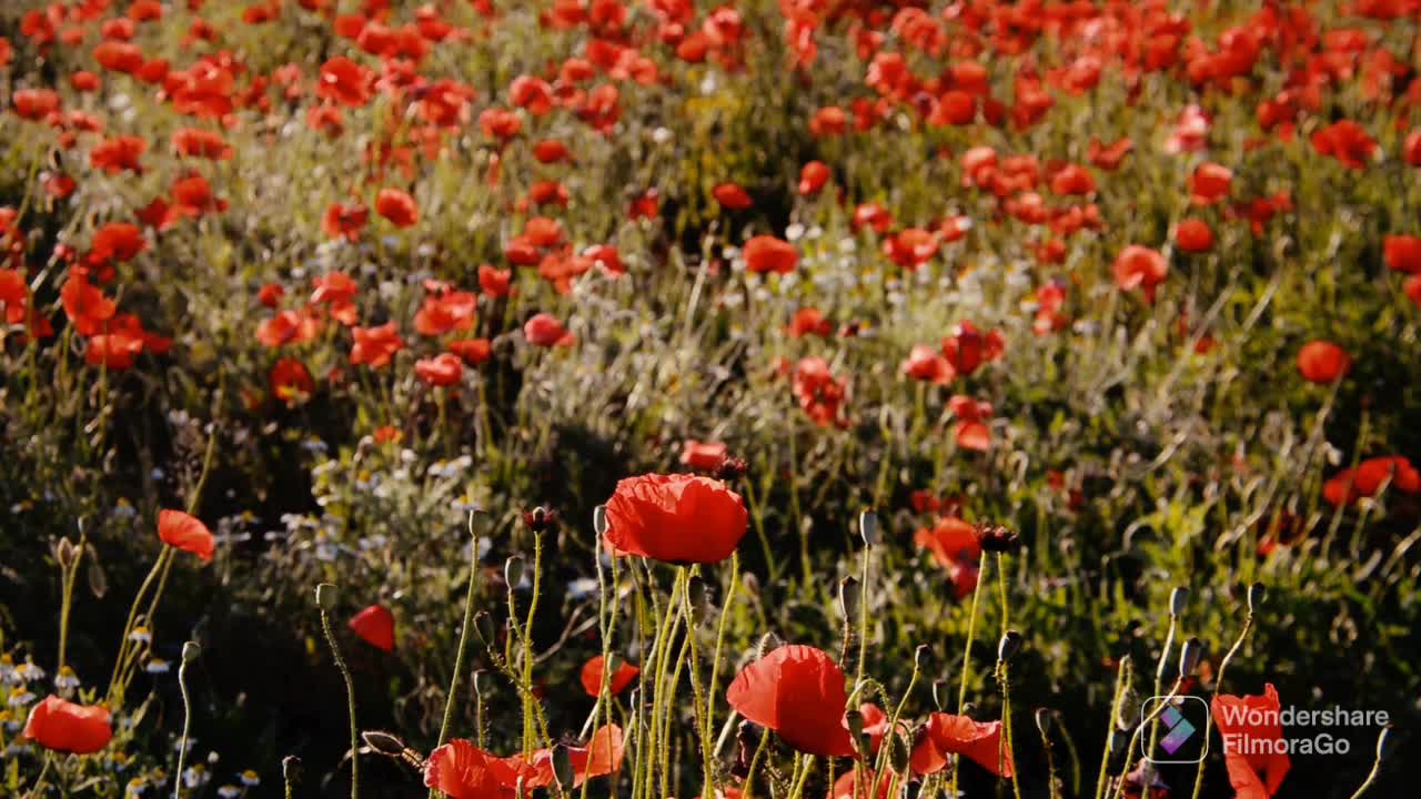 BEAUTIFUL FLOWER AND NATURE