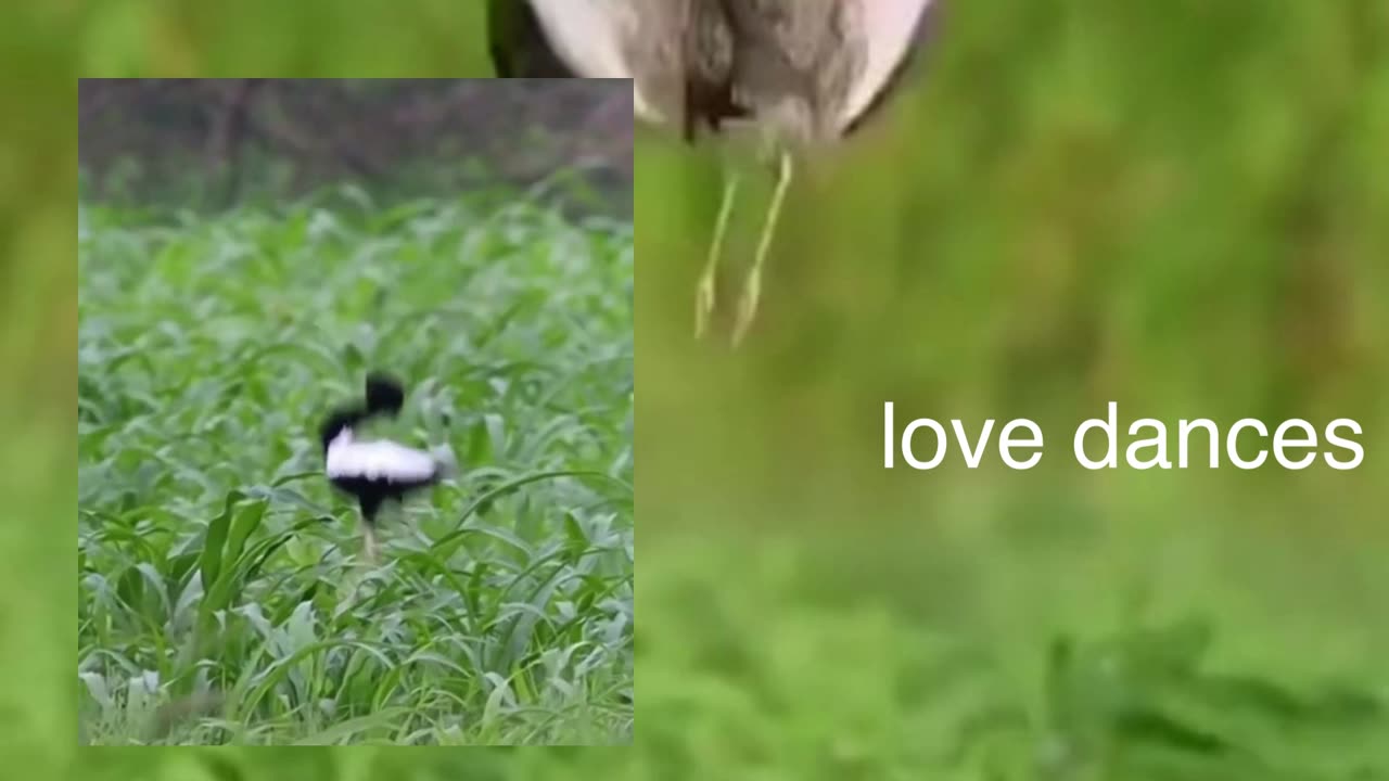 love dances