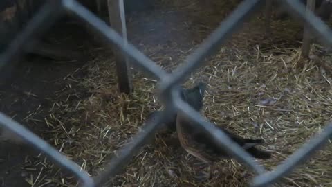 Bobwhite quail chicks (1)