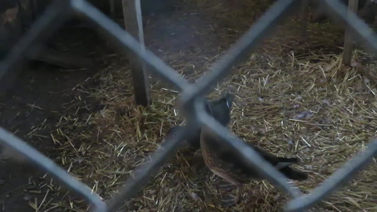 Bobwhite quail chicks (1)