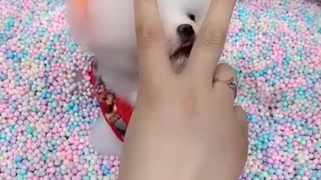 Cute and Funny Dog Videos