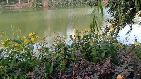 beautiful yellow flowers