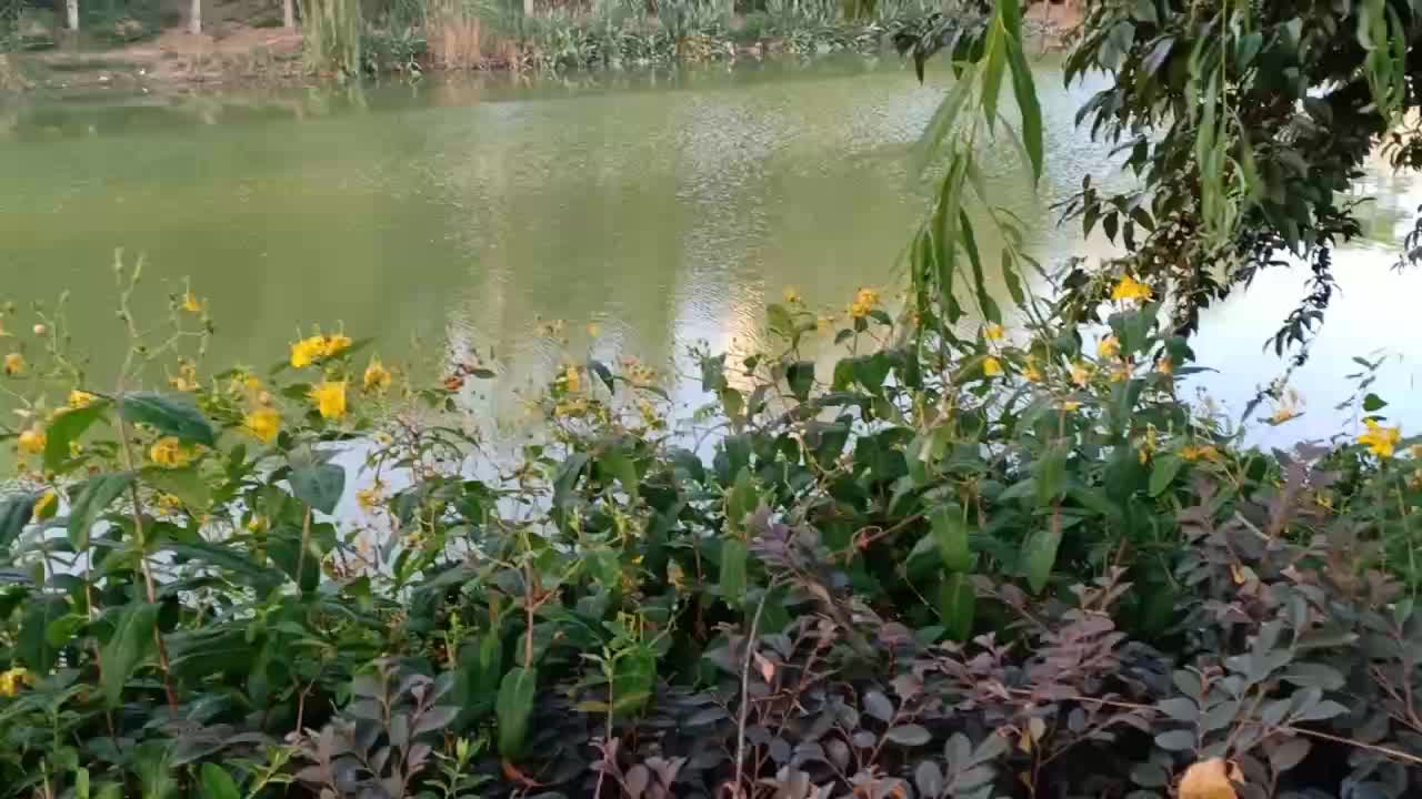 beautiful yellow flowers