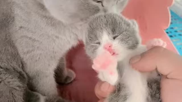 OMG 😘So Cute Cats ♥ Best Funny Cat 😍Videos 2021