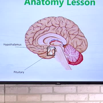 Pituitary Glad and Your Hormones