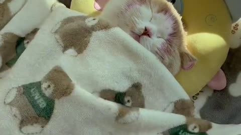Cute and funny cat video.