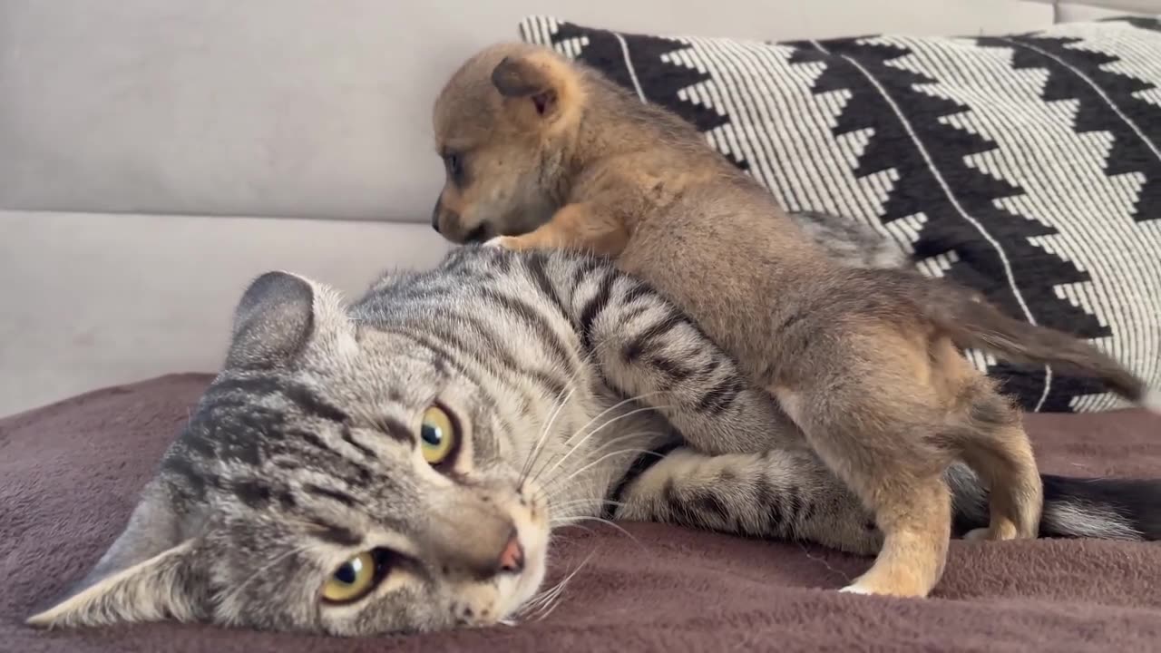 Funny cat reaction to papies 😺