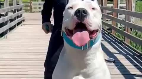 Beautiful Dogs