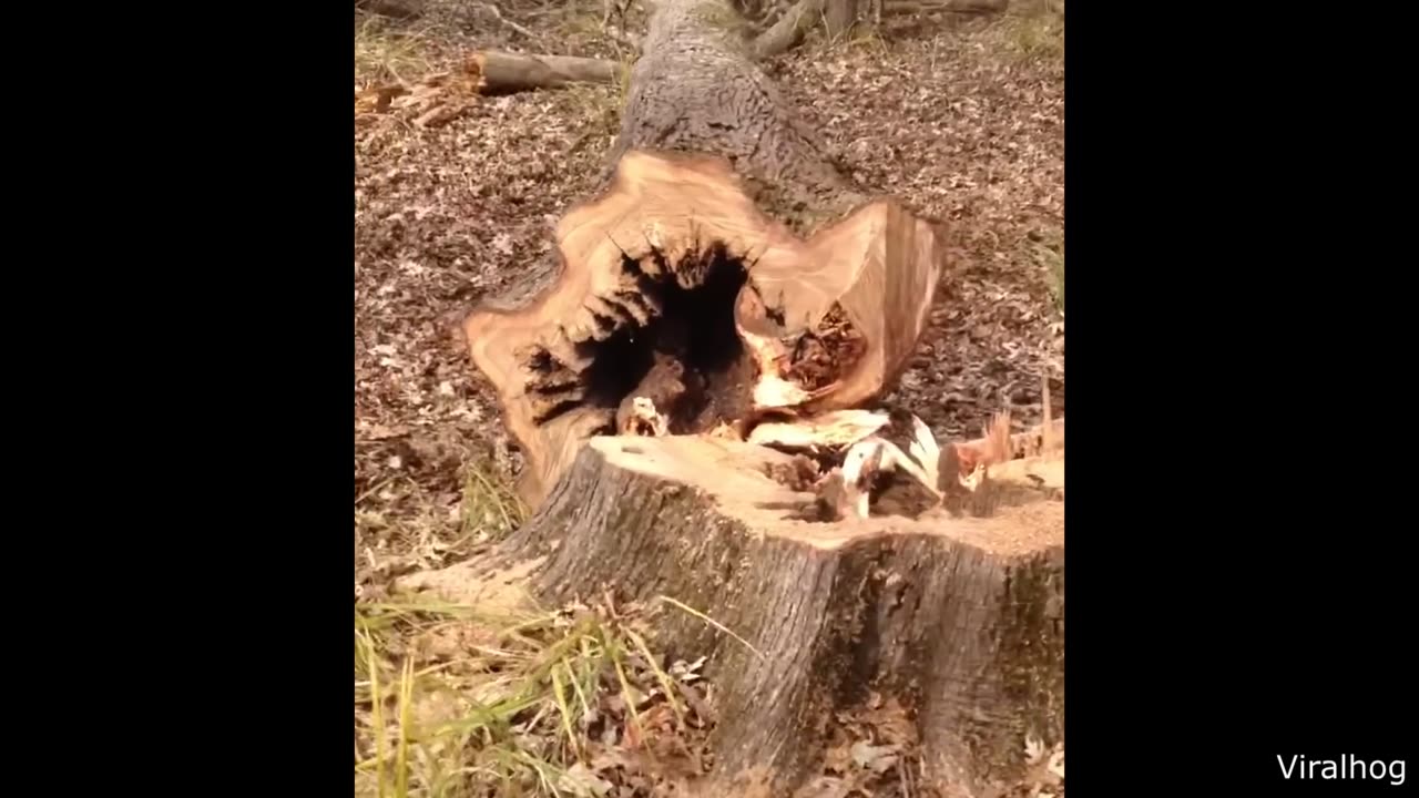 A DOG IN THE TREE