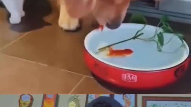 WOW! Doggy is Great 😢 _ Dog saved fish life #dog #shorts