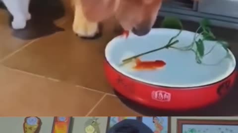 WOW! Doggy is Great 😢 _ Dog saved fish life #dog #shorts