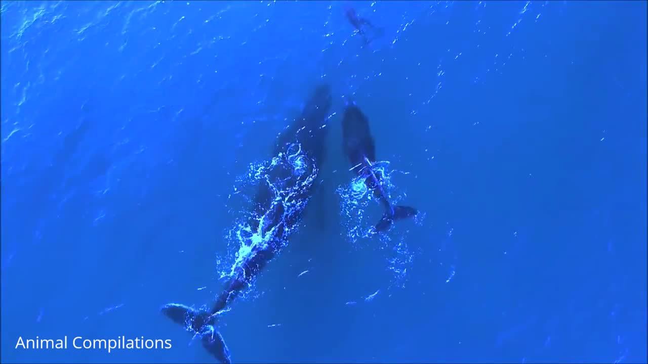 Dolphins Whales Swimming Compilation #Rumble