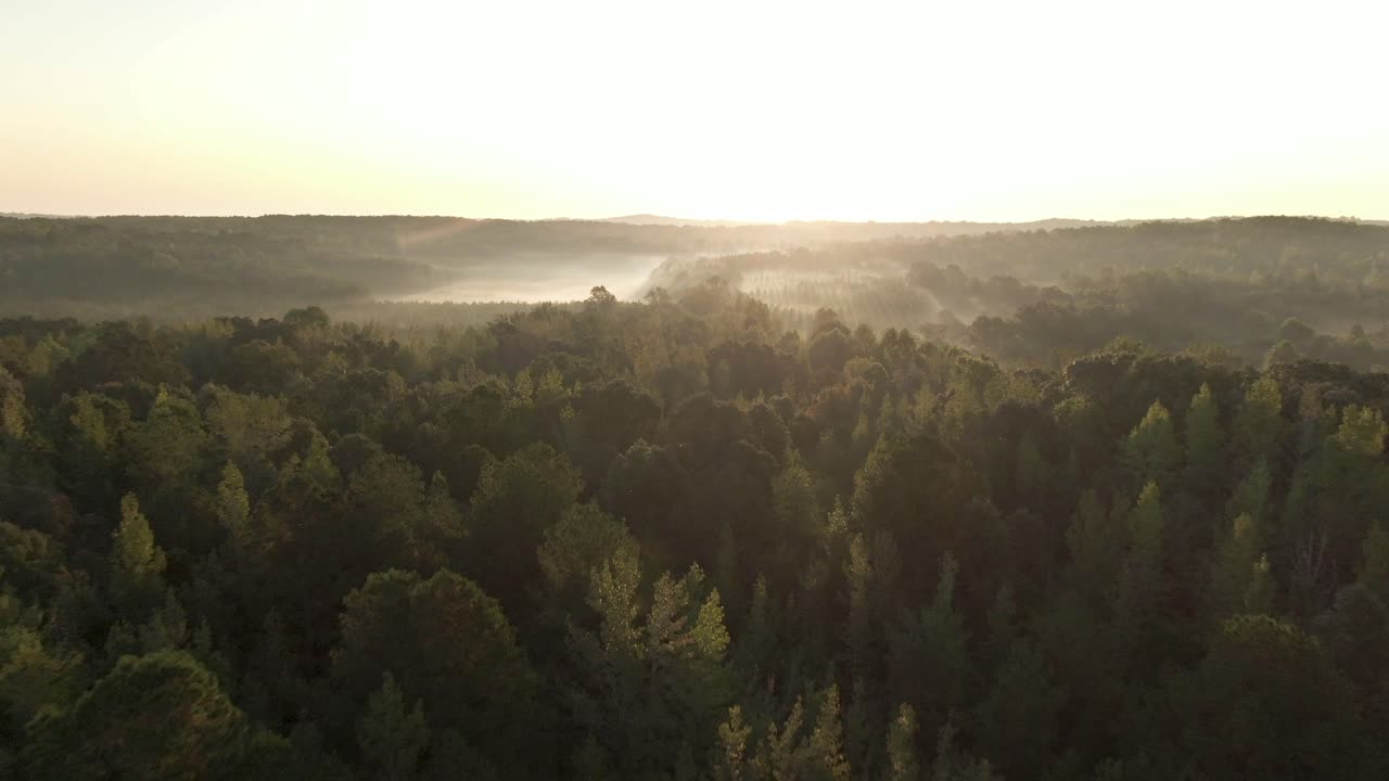 beauty of forest beautyfull trees beautyfull greener