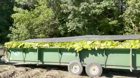 It's harvest season for Tobacco, Cotton and Peanuts in Northampton and Halifax Counties!