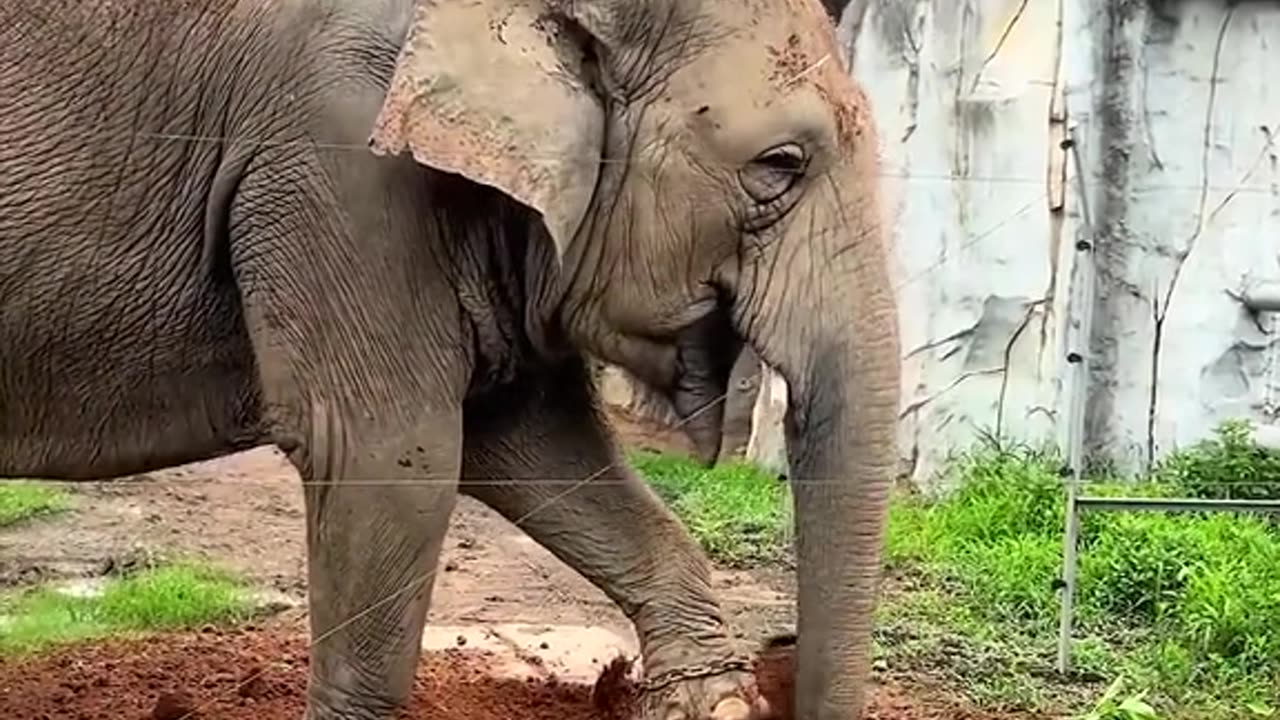 The Intelligent inspiring elephant #shorts #shortvideo #video #virals #videoviral