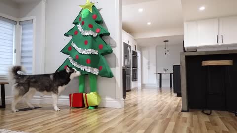 Will My Dog Notice Me Disguised As Christmas Tree?