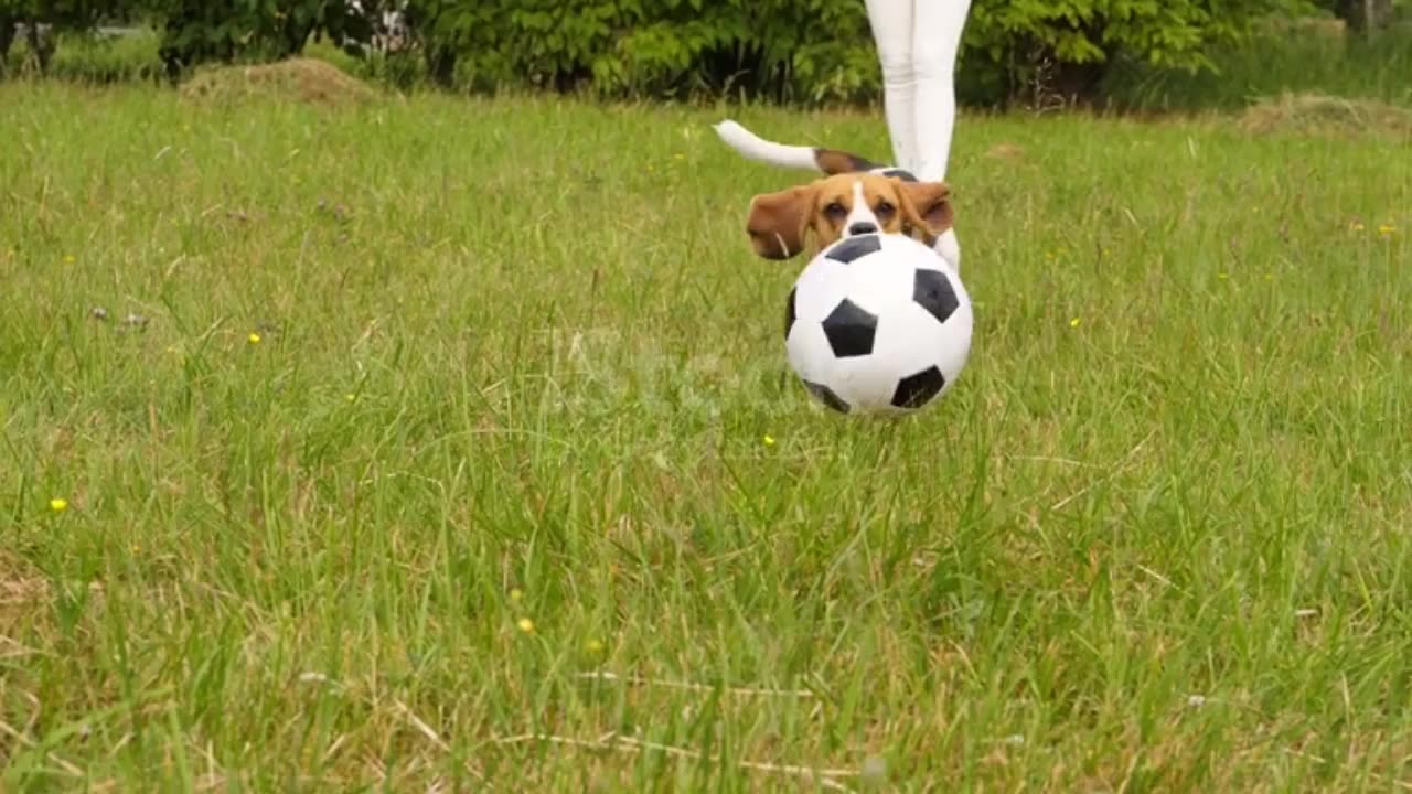 Watch This Dog Steal the Show on the Football Field!