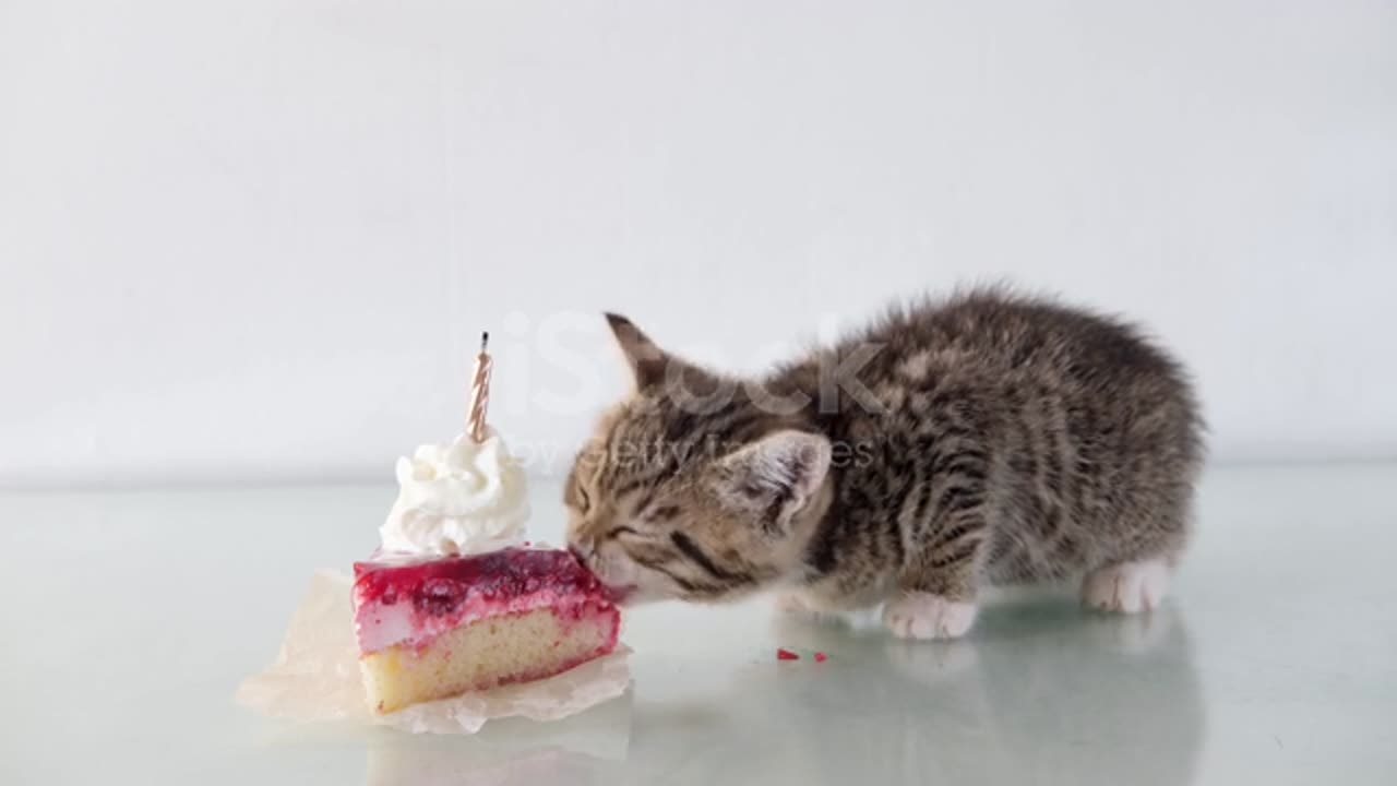 Merry kitty, birthday. Cute stripped domestic kitten eat birthday cake on white table