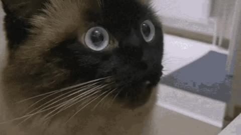 Cute Cat Gif