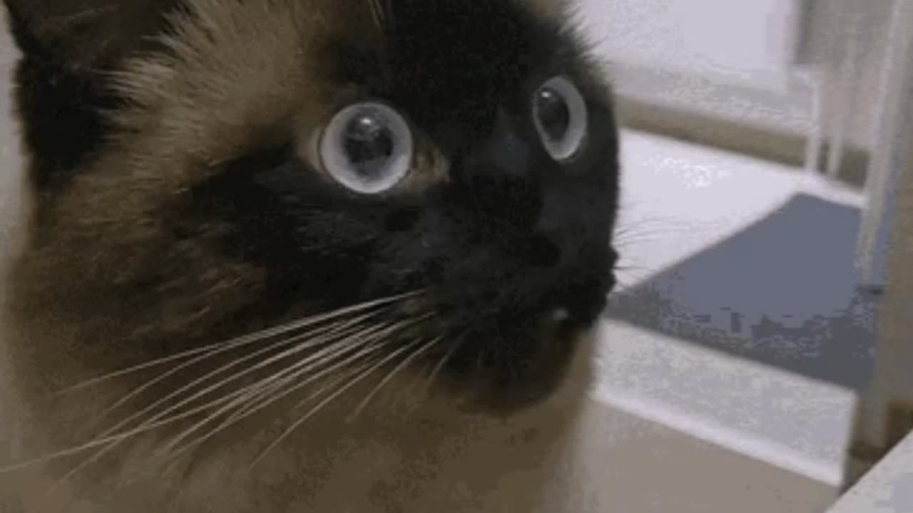 Cute Cat Gif