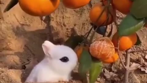 Loving Animals