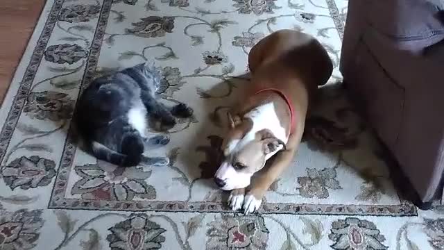 Piper and Diamond