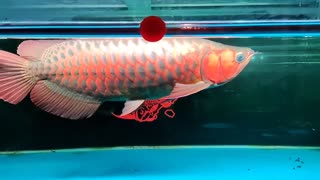 Arowana super red