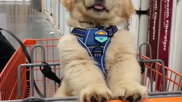 Too Fast Grow #foryoupage#pettok#puppytok#cutedogvideos#puppiesoftiktok#dogtok#dogsoftiktok #shorts