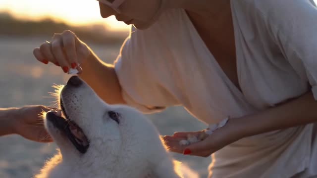 cute girl training her dog