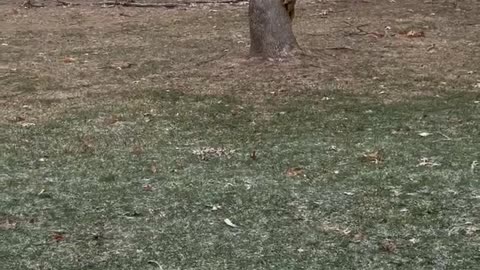 Woman hand feeds squirrel and they are becoming fast friends