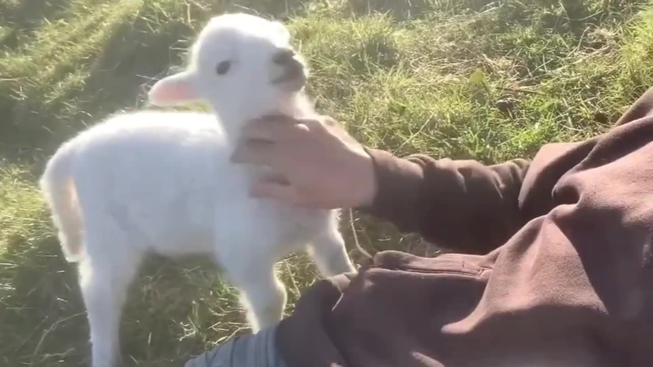 Little lamb doesn't want petting to be stopped..🐑😍