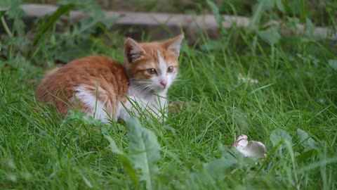 cat and cat love