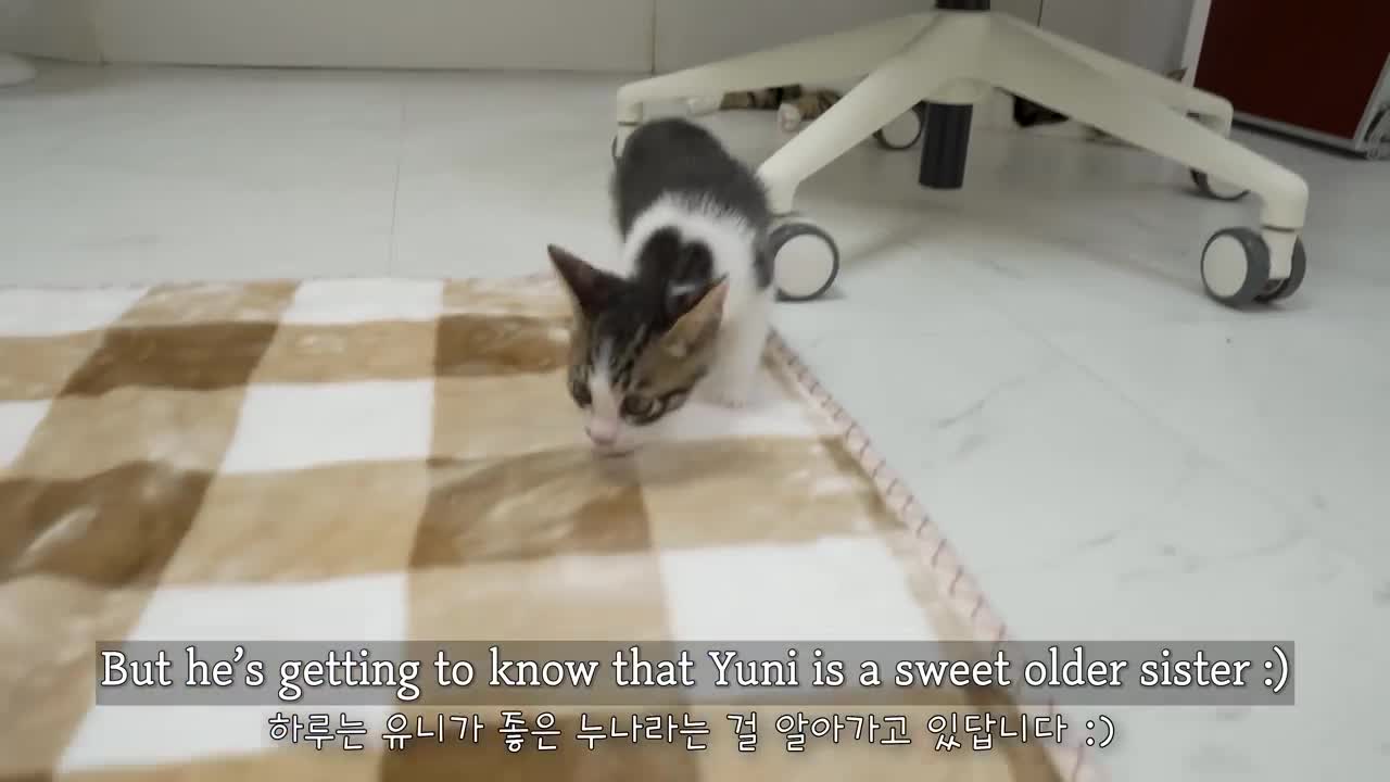 The Rescued Kitten Knows How to Protect Himself From the Big Cat │ Episode.26