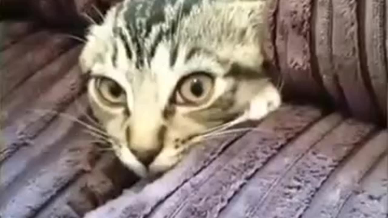 Cute cat 😺 hides between the sofa small place 😱🥰🥰